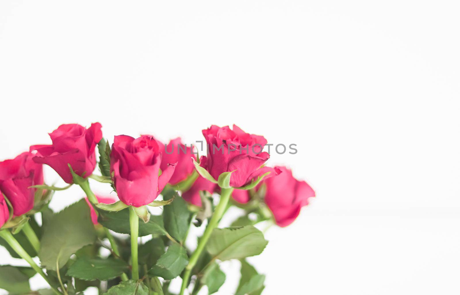 Tender bouquet of pink roses, floral gift and beautiful flowers closeup