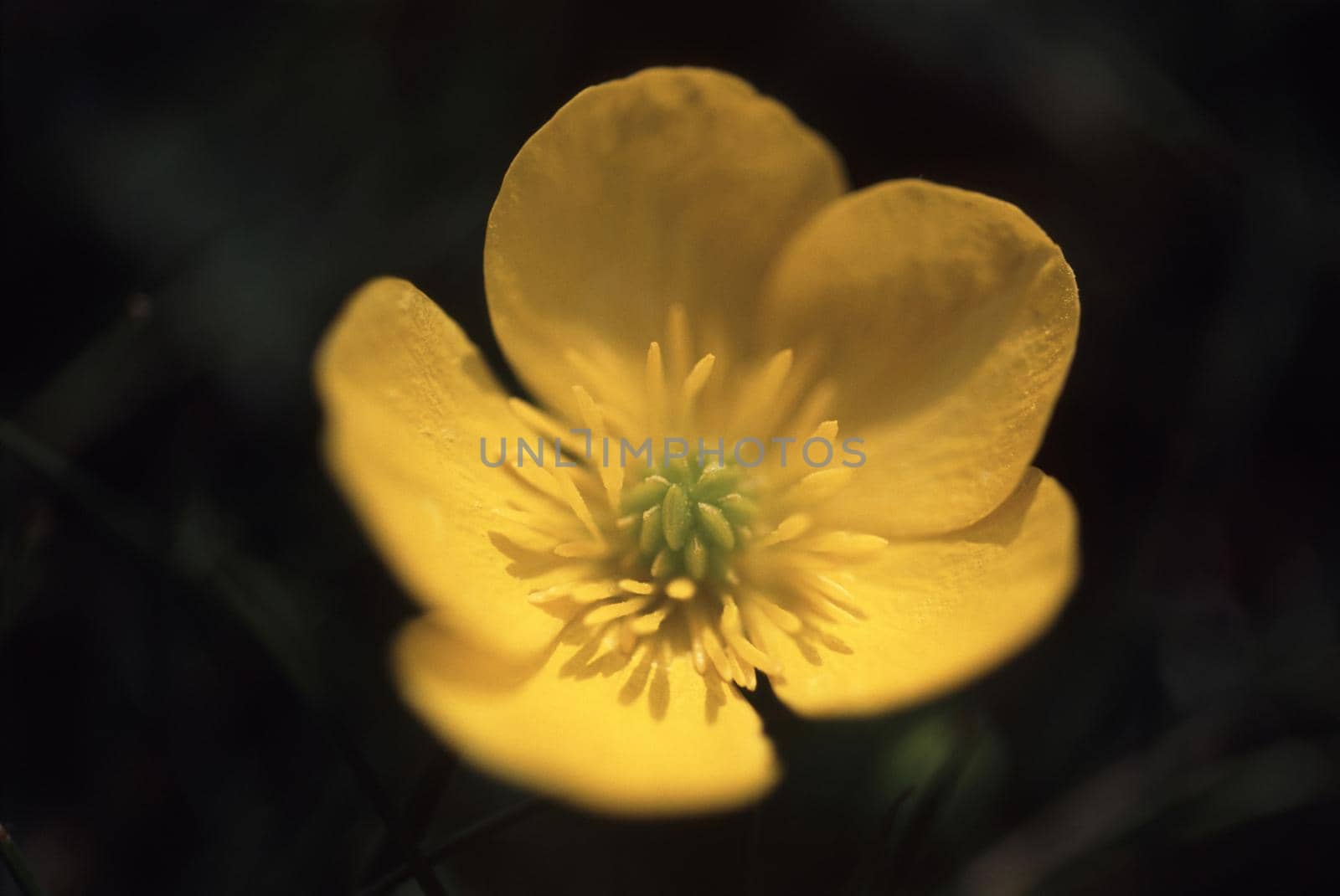 Bright yellow buttercup on a dark background by sanisra