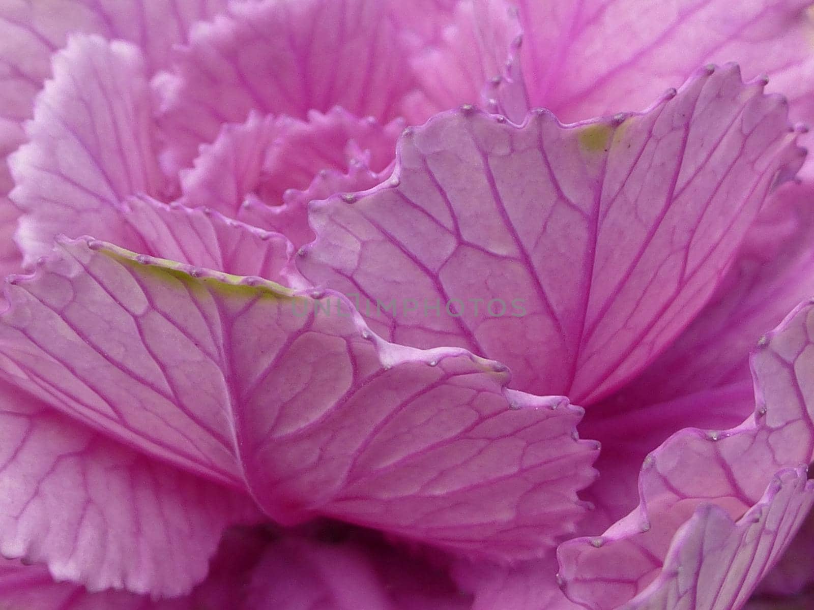 Close up of the head and leaves of an edible ornamental purple cabbage, botanical or agricultural background
