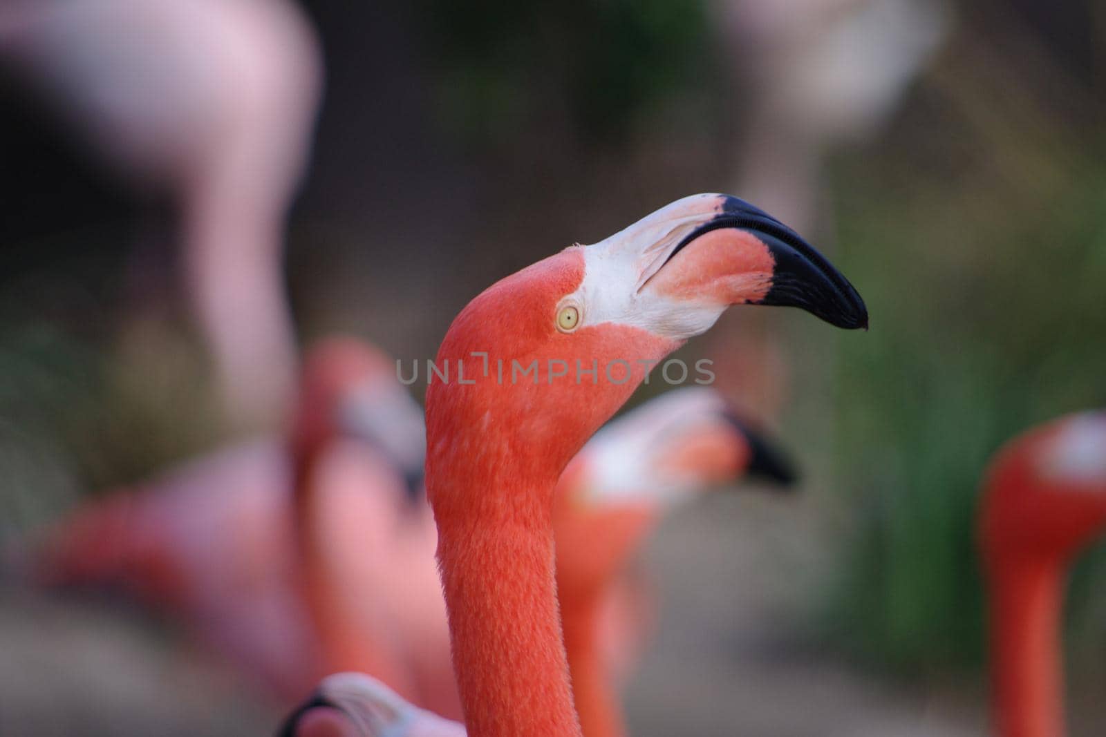 close up on the head of a flamingo