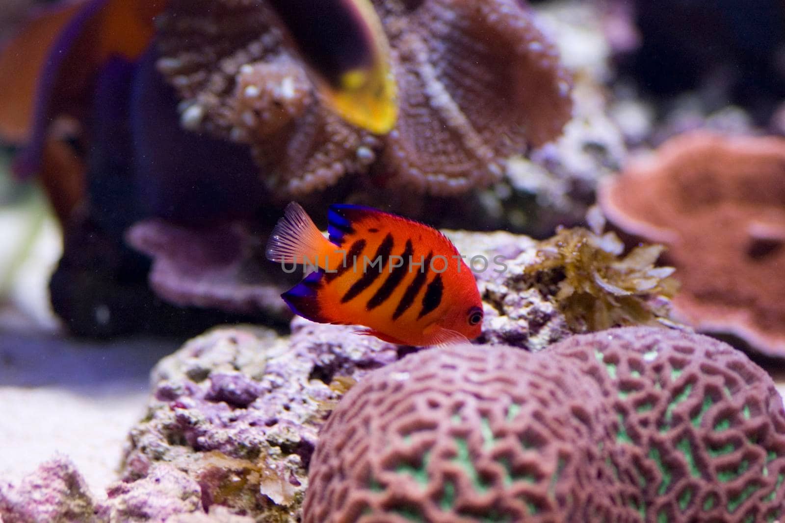 a bright orange flame angel fish
