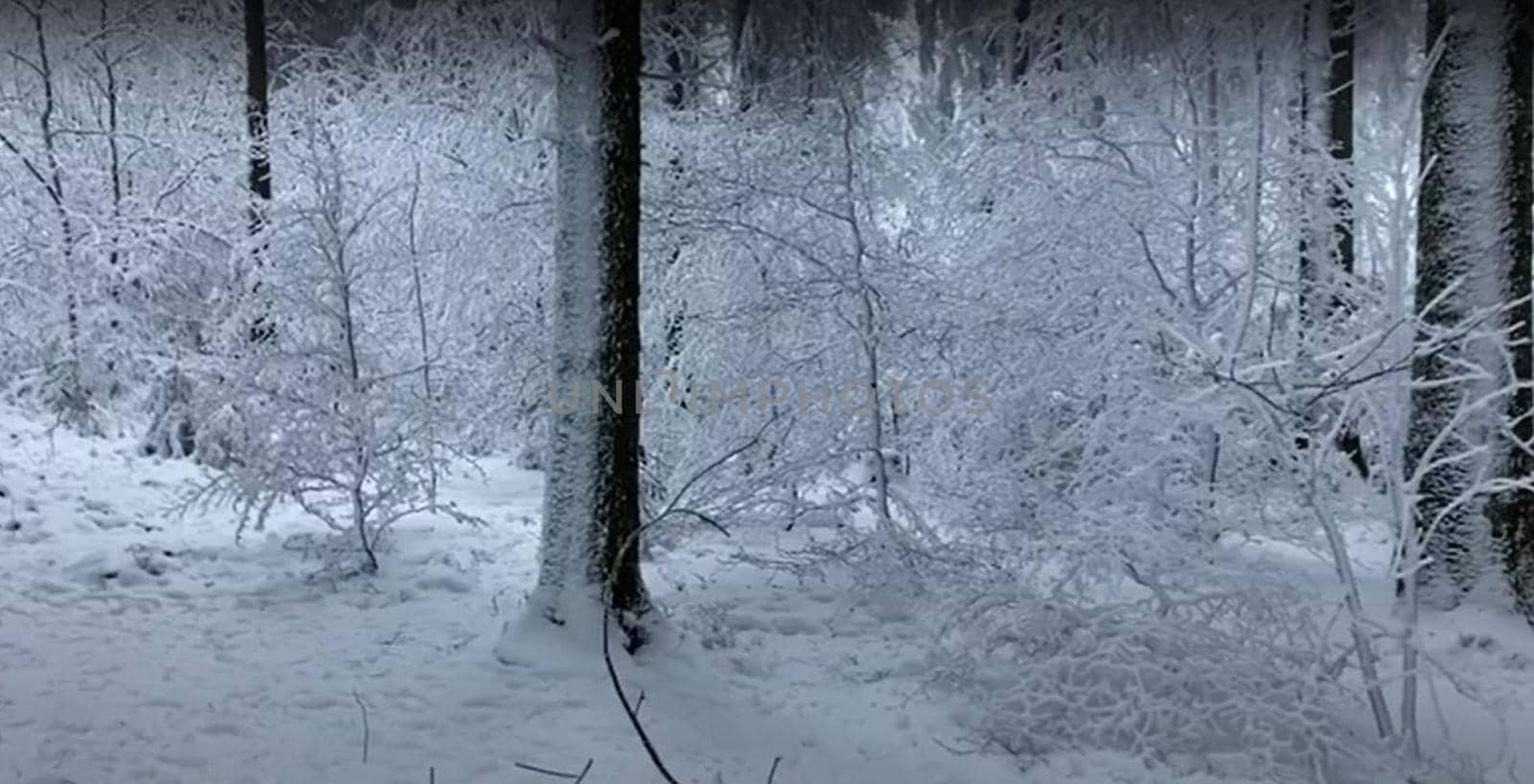 snow-covered deciduous trees in a cloud on top of a mountain. High quality photo