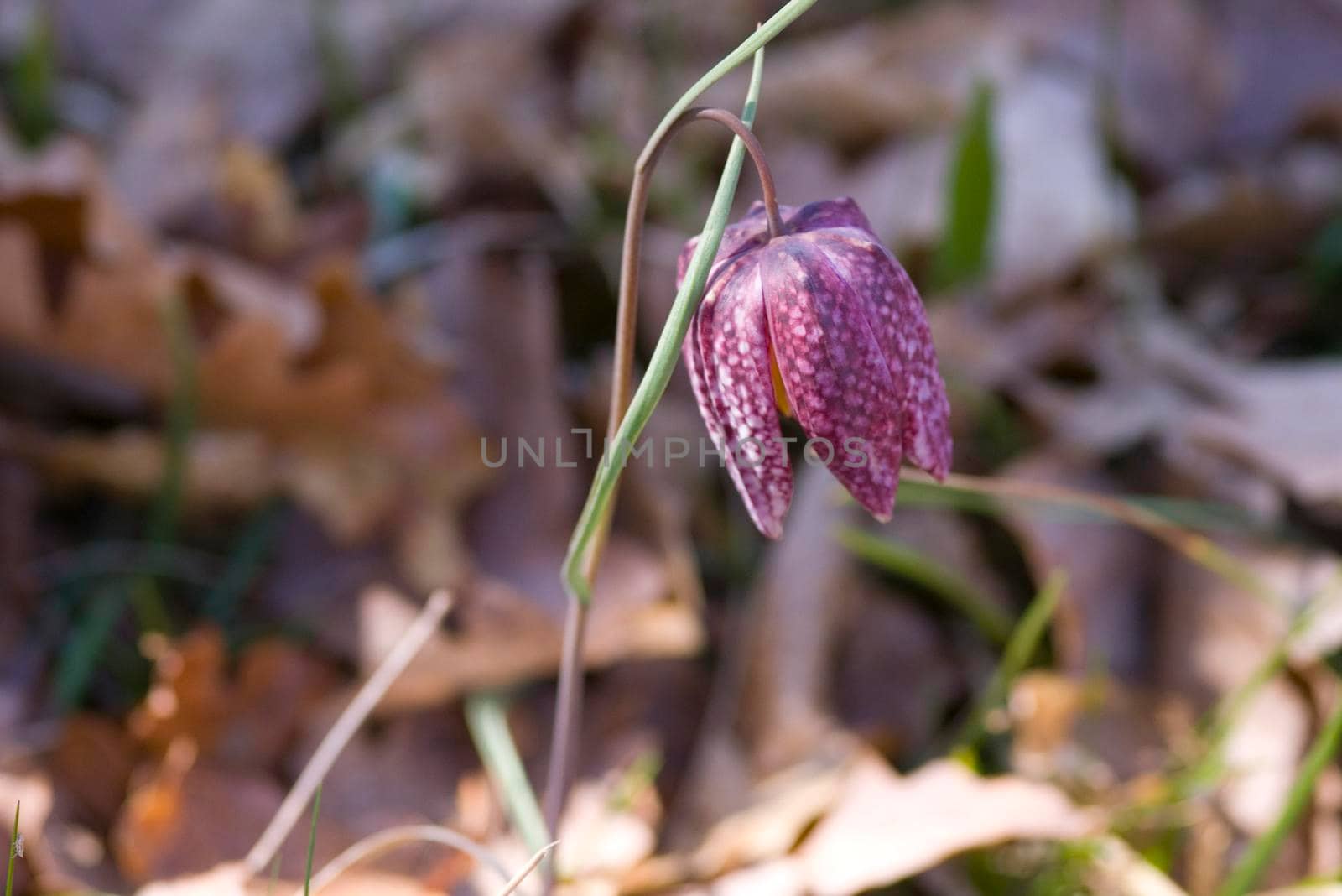 pretty purple/burgundy bell shaped flowers