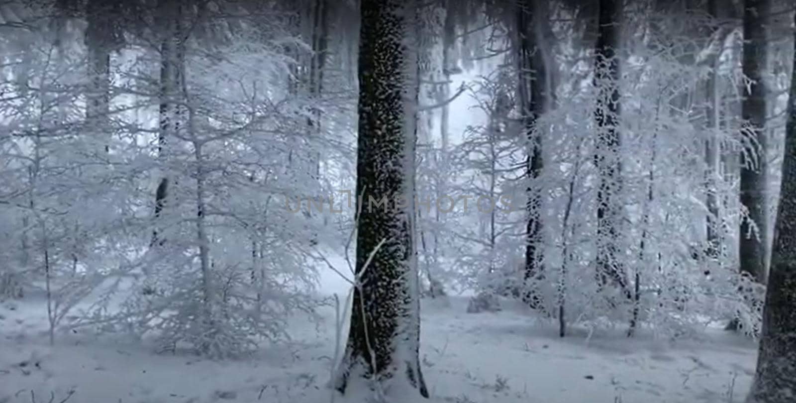 snow-covered deciduous trees in a cloud on top of a mountain by Costin