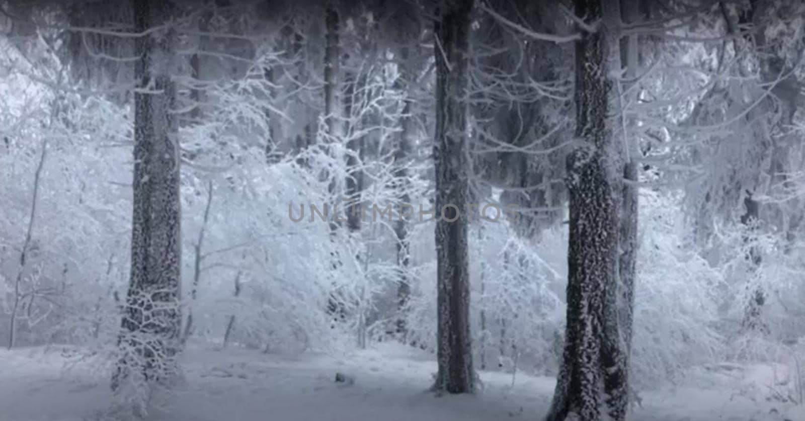 snow-covered deciduous trees in a cloud on top of a mountain by Costin