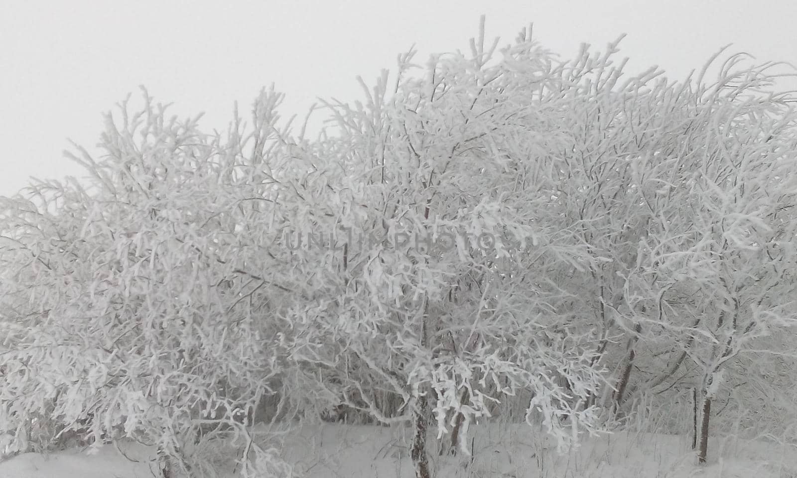 snow-covered deciduous trees in a cloud on top of a mountain. High quality photo