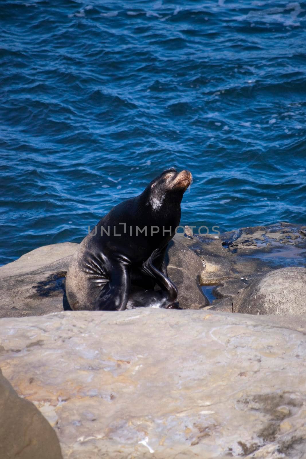a black seal sat on a rock with the ocean behind
