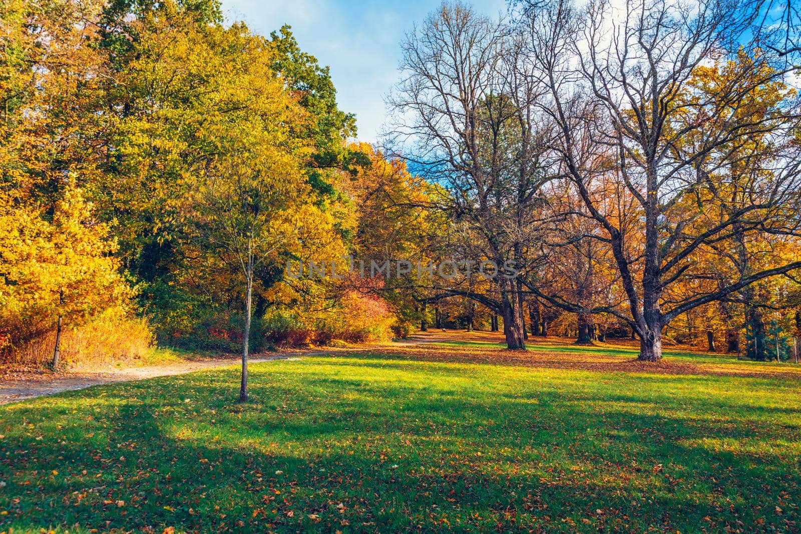 Autumn scene, fall,  red and yellow trees and leaves in sun light. Beautiful autumn landscape with yellow trees and sun. Colorful foliage in the park, falling leaves natural background