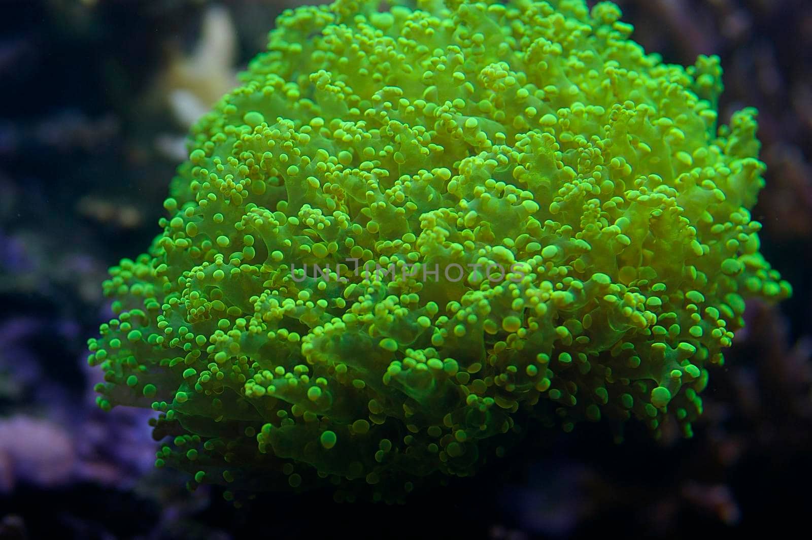 a vivid green display of soft corals, Euphyllia divisa - also known as Honey Coral Wall, Grape Coral or Octopus Coral
