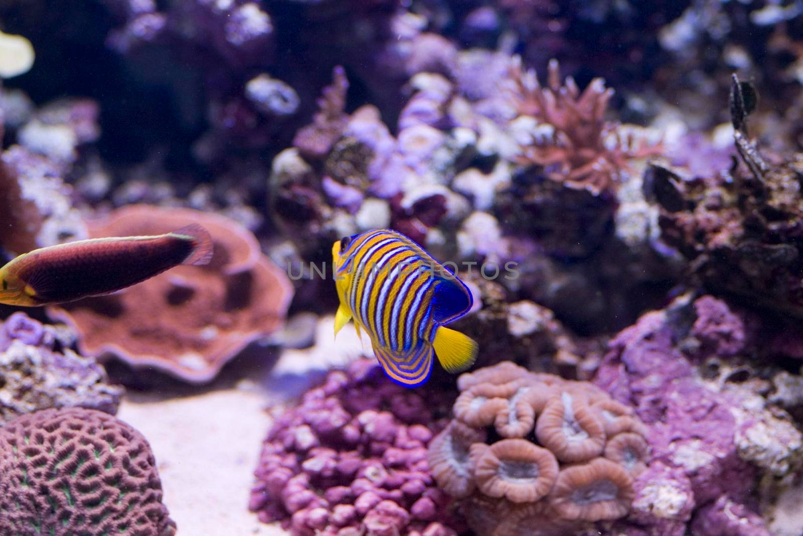 an under water scene with corals and angelfish