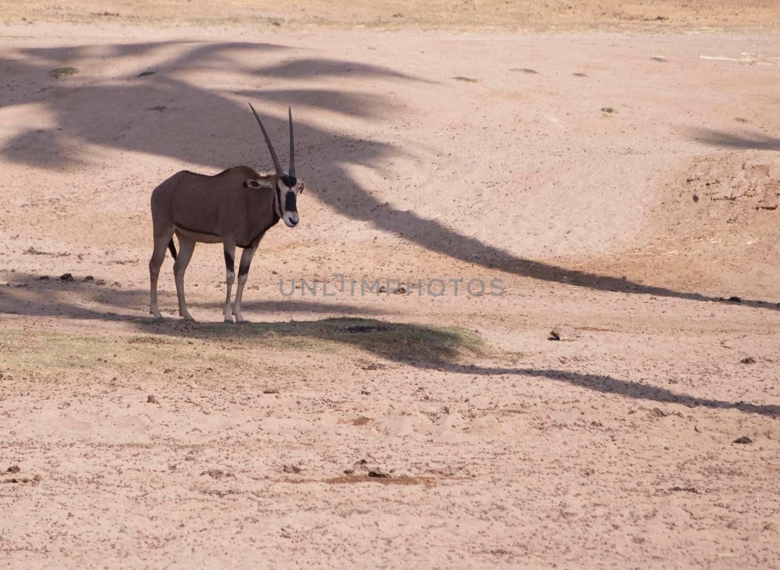 a Gazelle standing in the shade