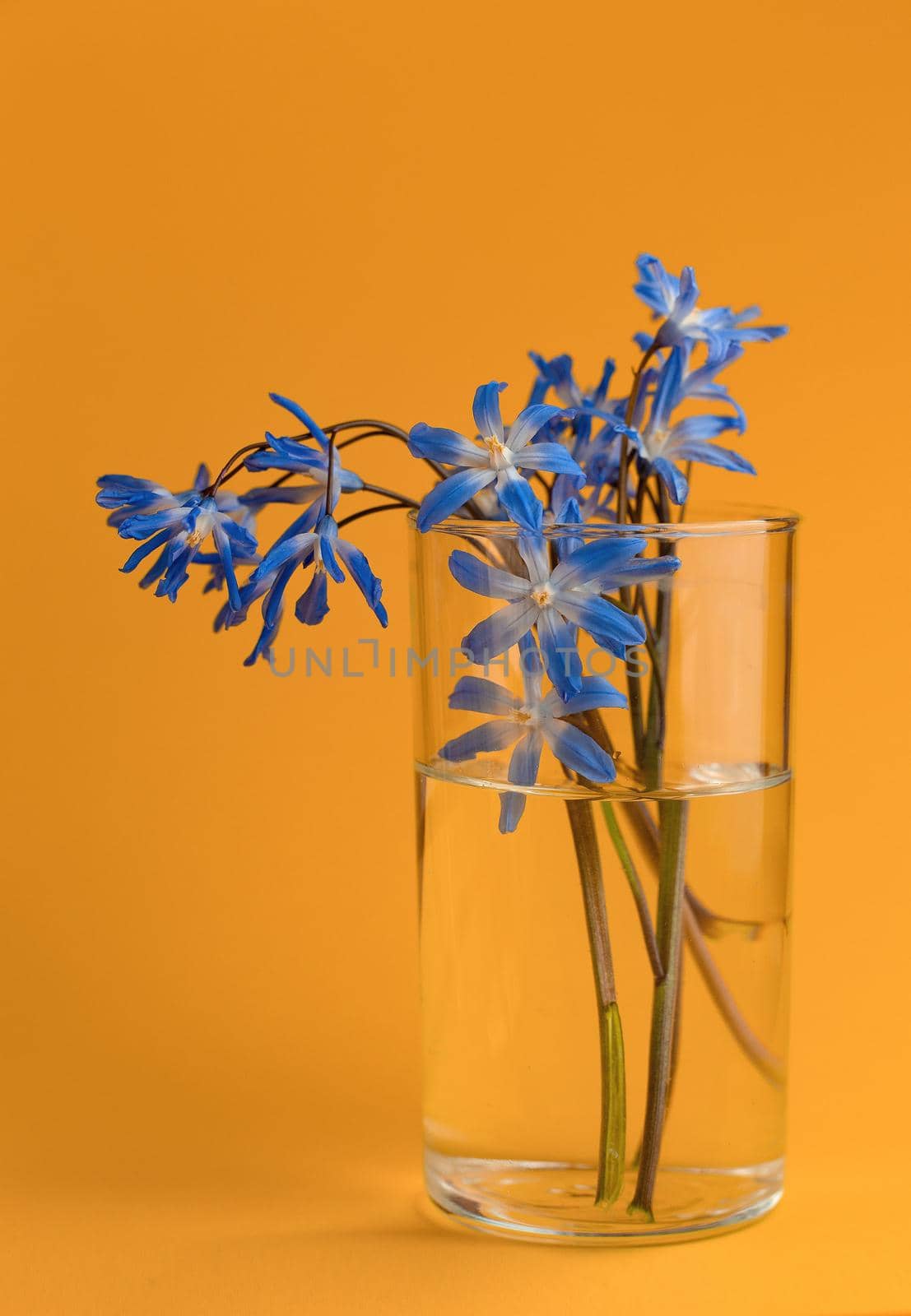 still life blue flower on orange background by Costin