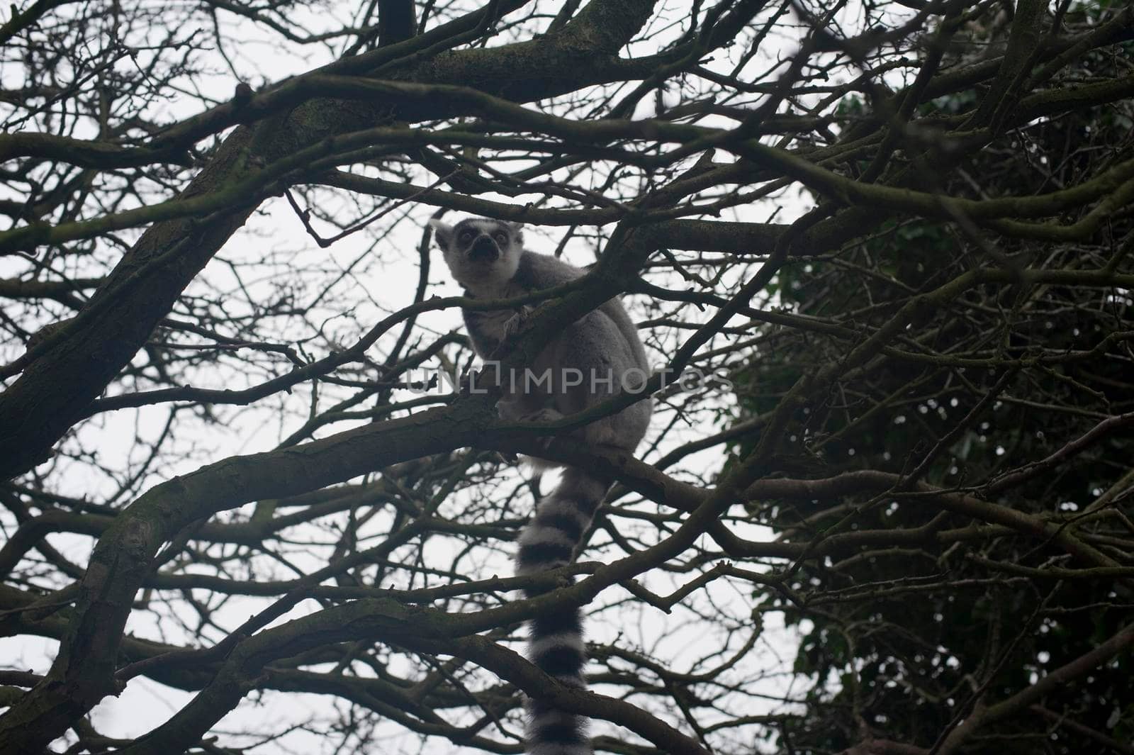 Ring-tailed lemur with its distinctive barred striped tail perched in the branches of a tree