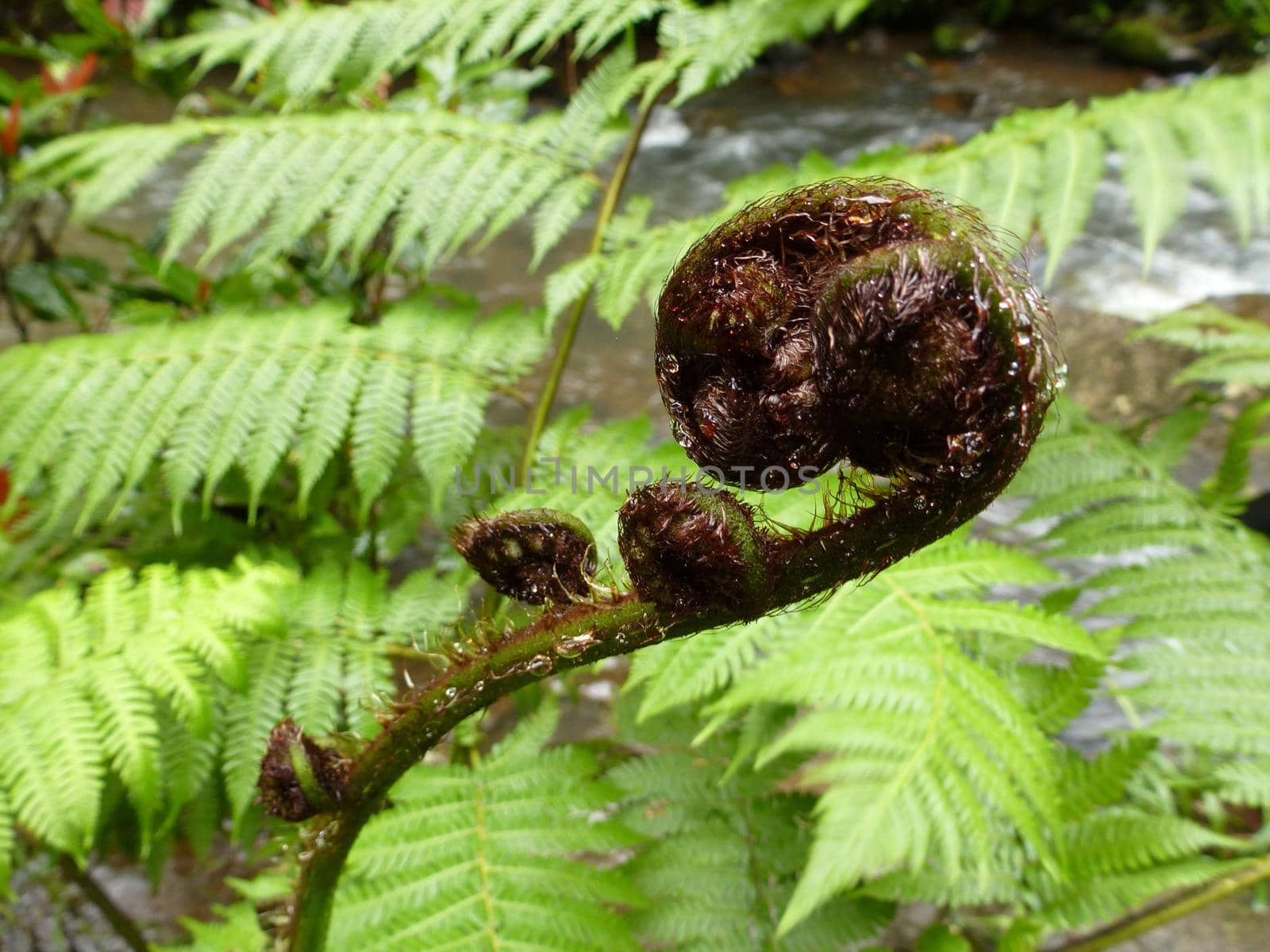 New fern frond of the sword fern growing outdoors in the garden unfurling in spring , close up view
