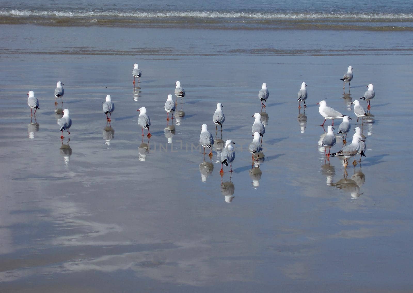 a flock of seagulls looking for food on a beach