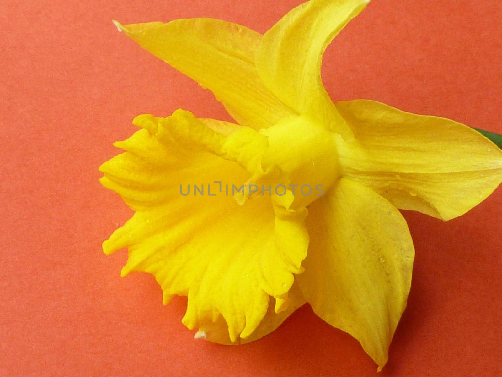 Single bright yellow daffodil on textured red background in a close up view on the corona conceptual of spring and Easter