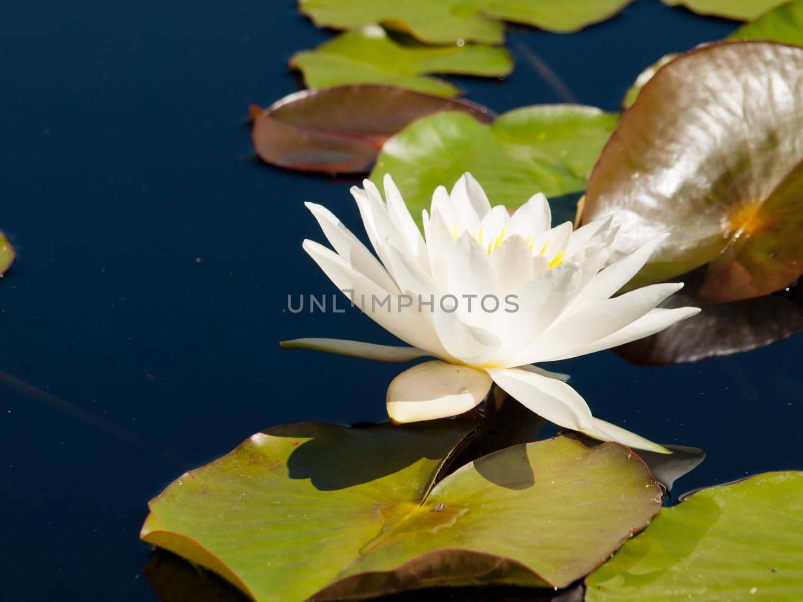 Water-lily by arinahabich