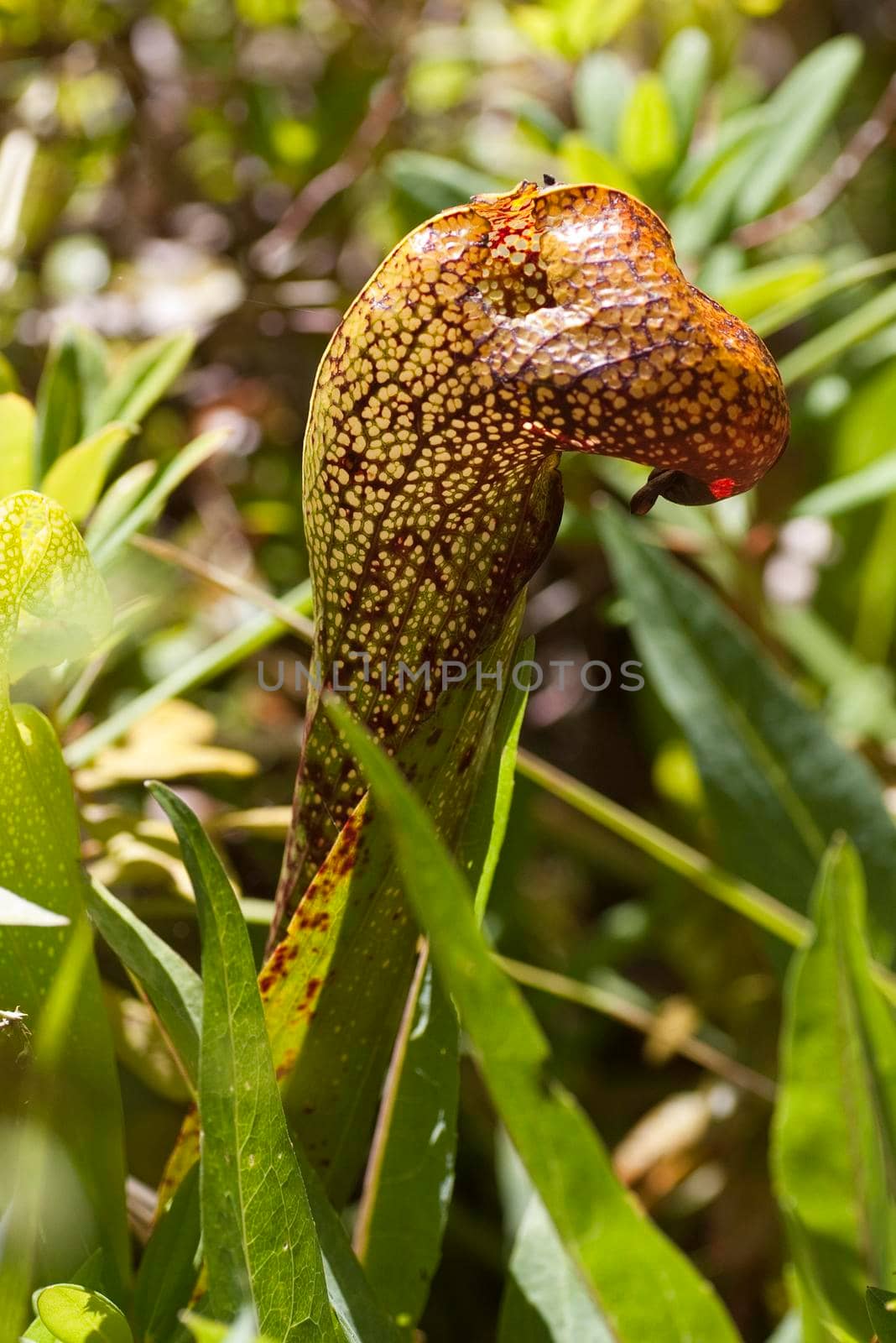  orchid plants growing in the wild