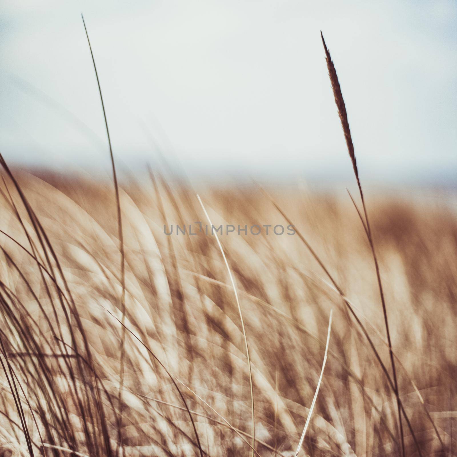 Rustic summer field by Anneleven