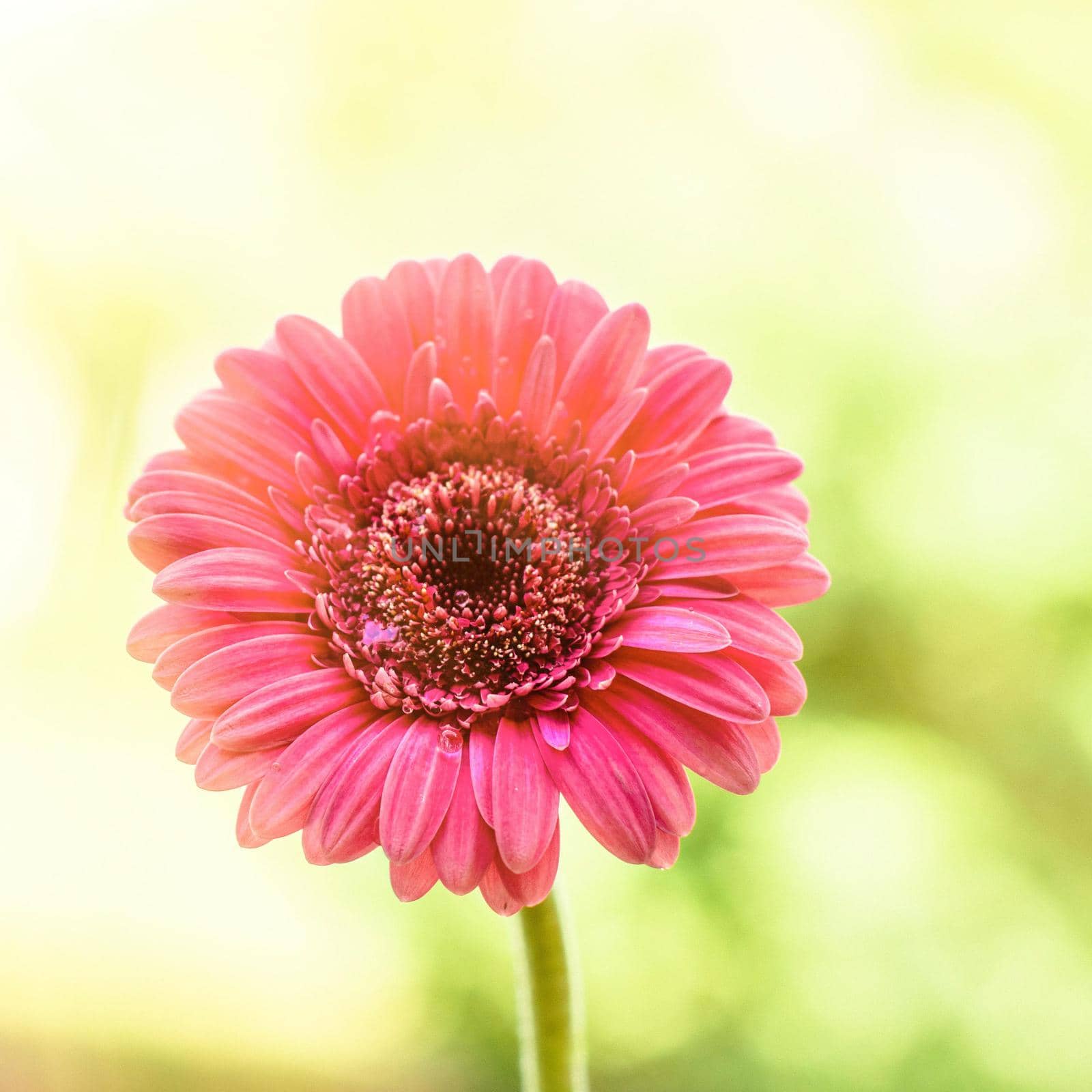 Beautiful flower in sunlight - springtime, mothers day, gift for her concept. It's time to bloom