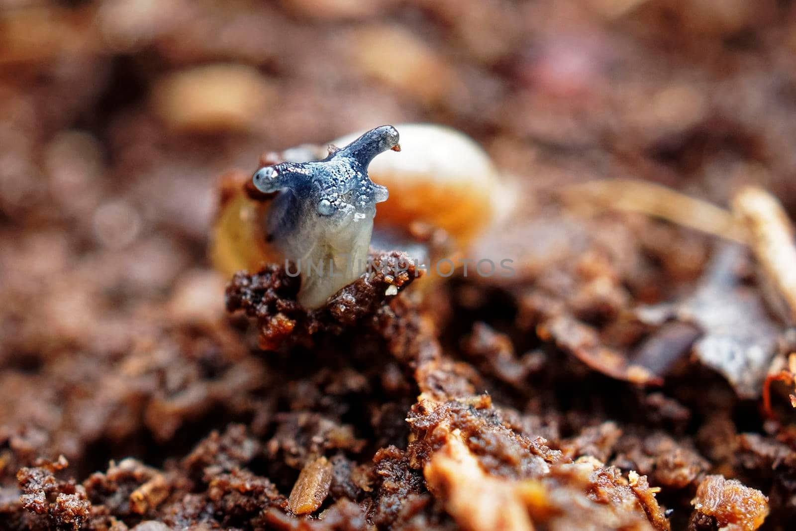 A snail showing its face.