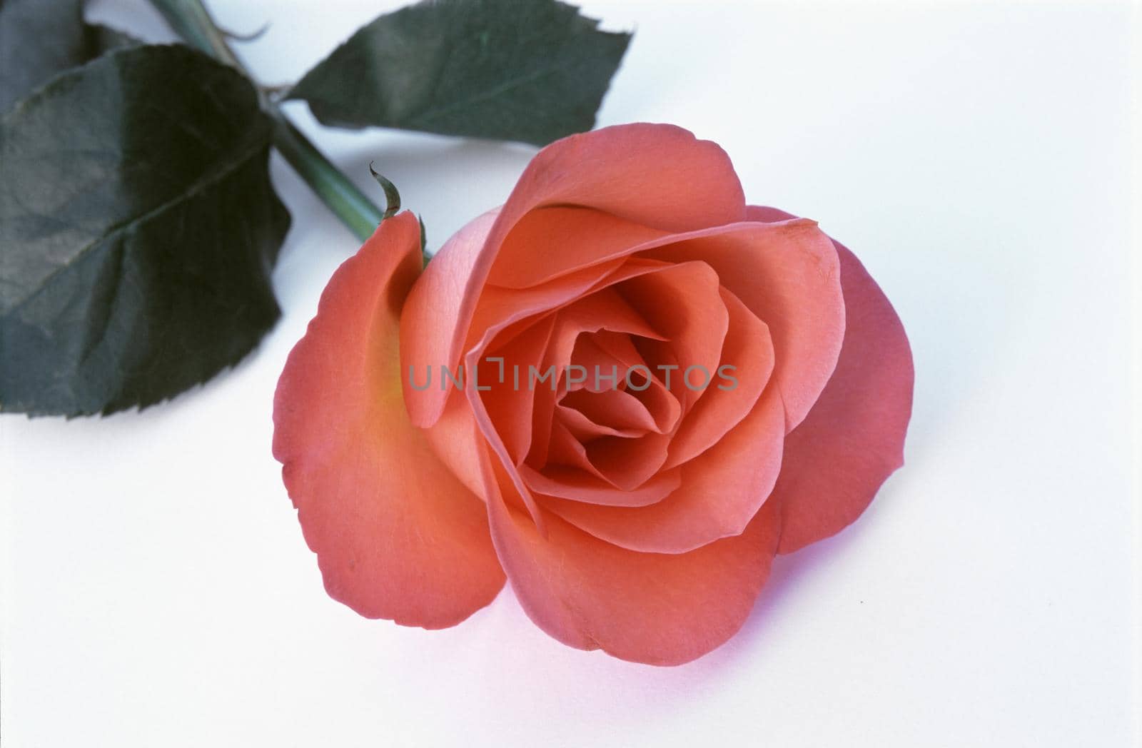 Single romantic red rose on white by sanisra
