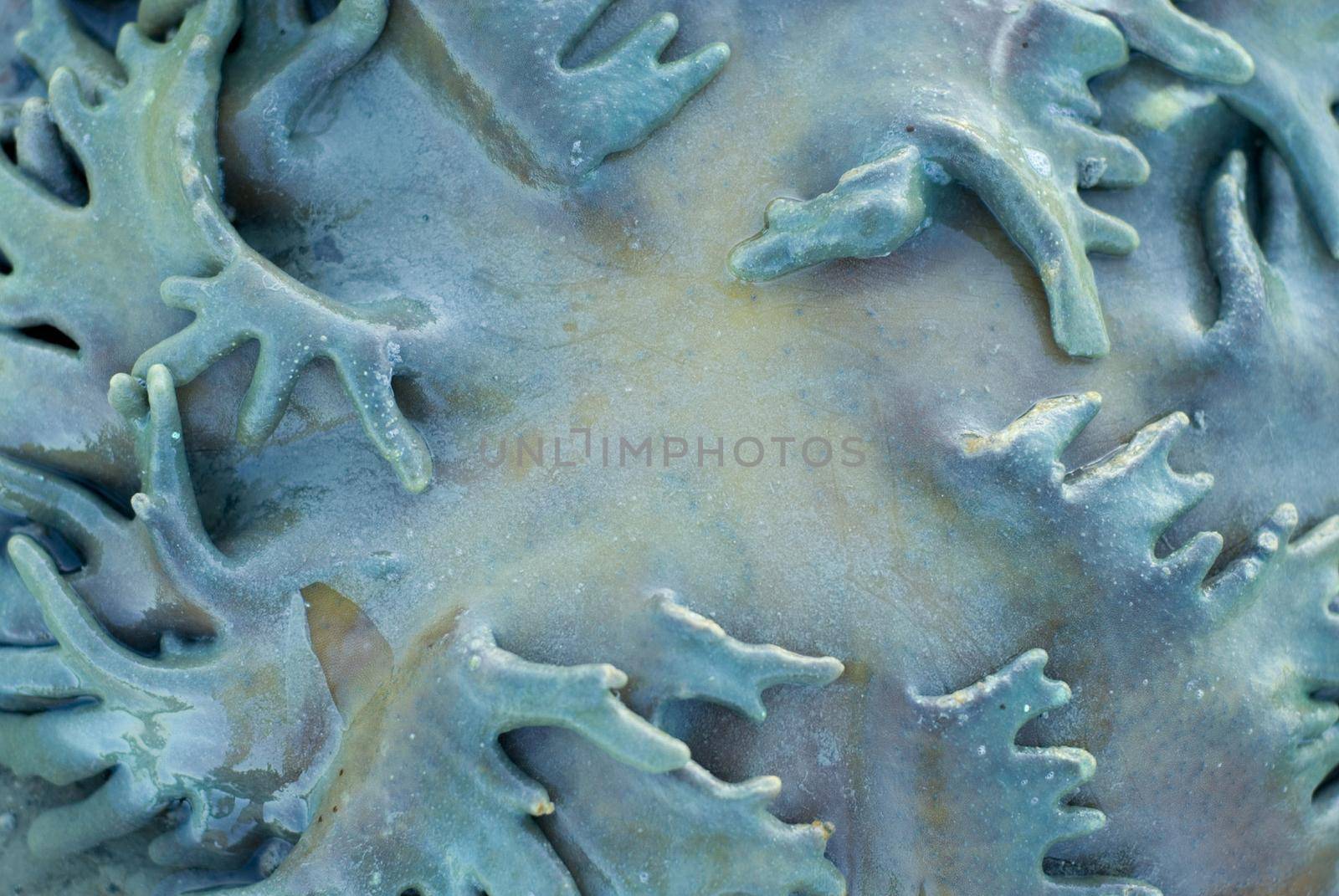 close up on a soft leather coral out of the water at low tide, Sarcophyton sp, Family Alcyoniinae