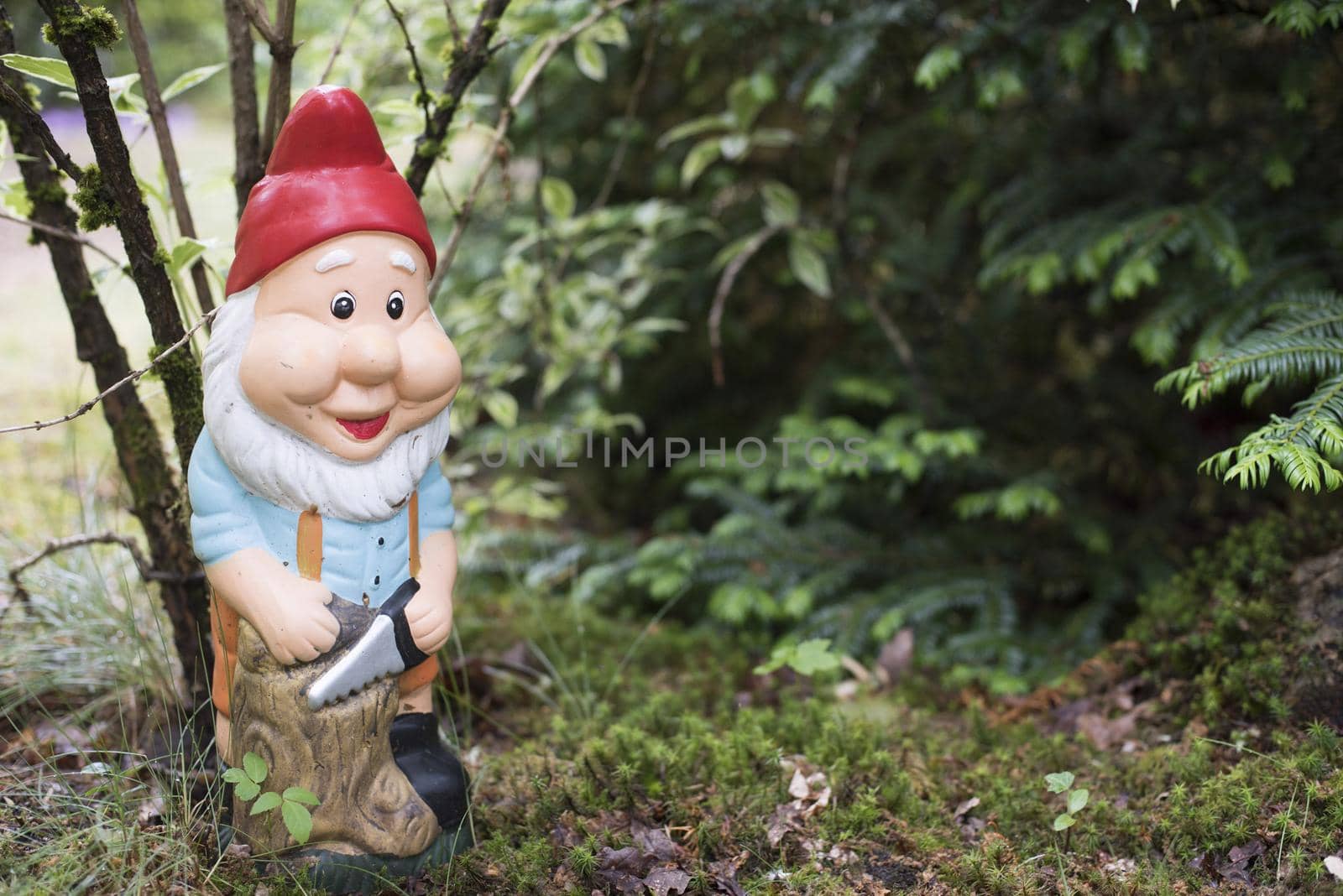 Colorful figure of a garden gnome wearing a red hat in a flowerbed outdoors in front of a leafy green shrub