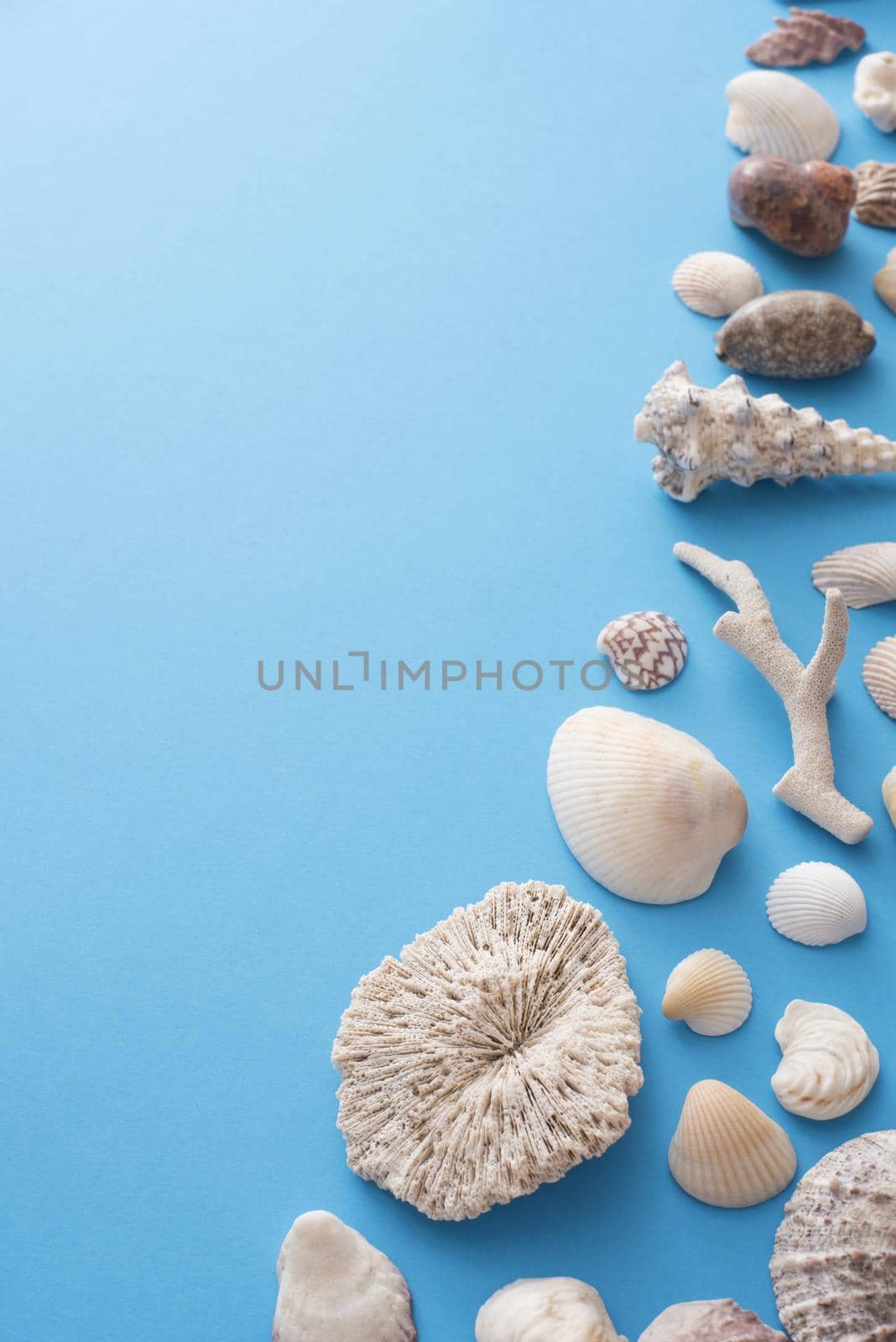 Seashell and coral still life on blue by sanisra