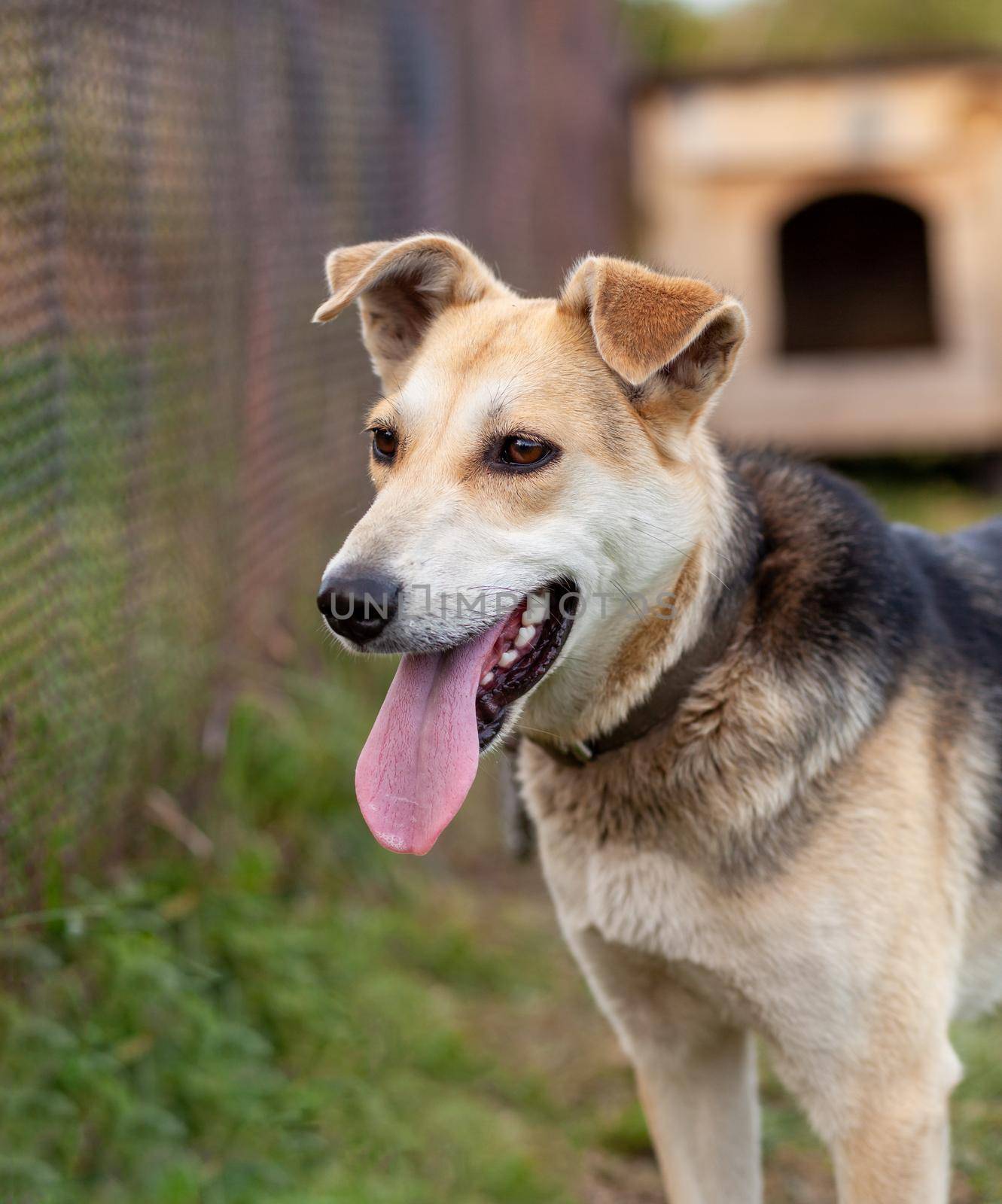 A cheerful big dog with a chain tongue sticking out. Portrait of a dog on a chain that guards the house close-up. A happy pet with its mouth open. Simple dog house in the background