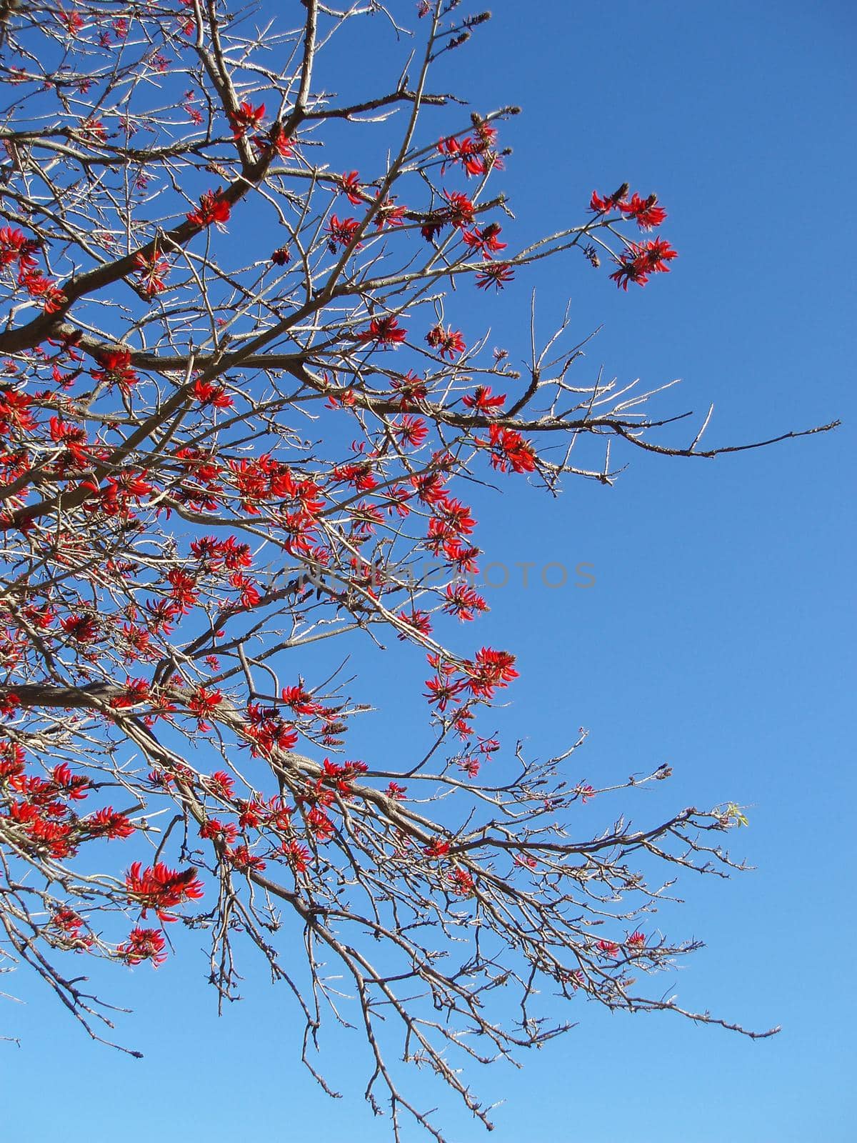 spring blossom flowers by sanisra