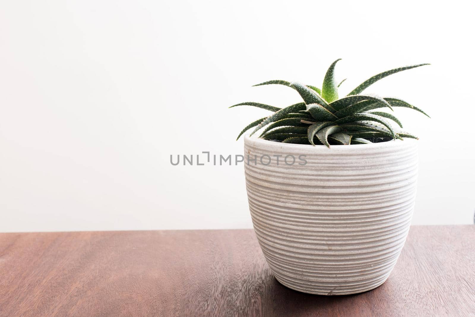 Side view of green aloe plant in white pot on top of wooden surface with plain wall behind. Copy space.