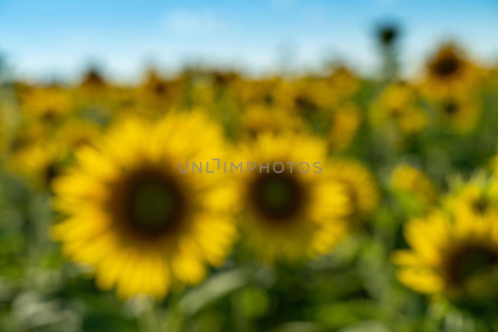 In blur sunflower flower on agriculture field, sunflower cultivation for production