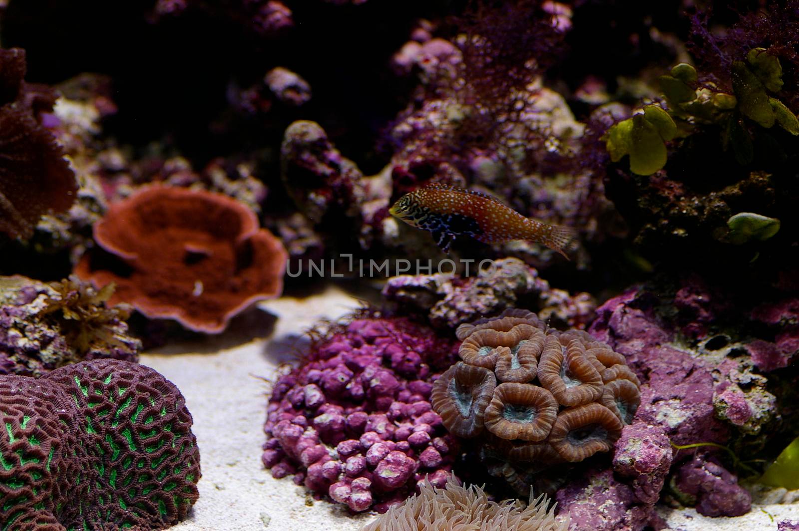 an array of different coloured tropical corals