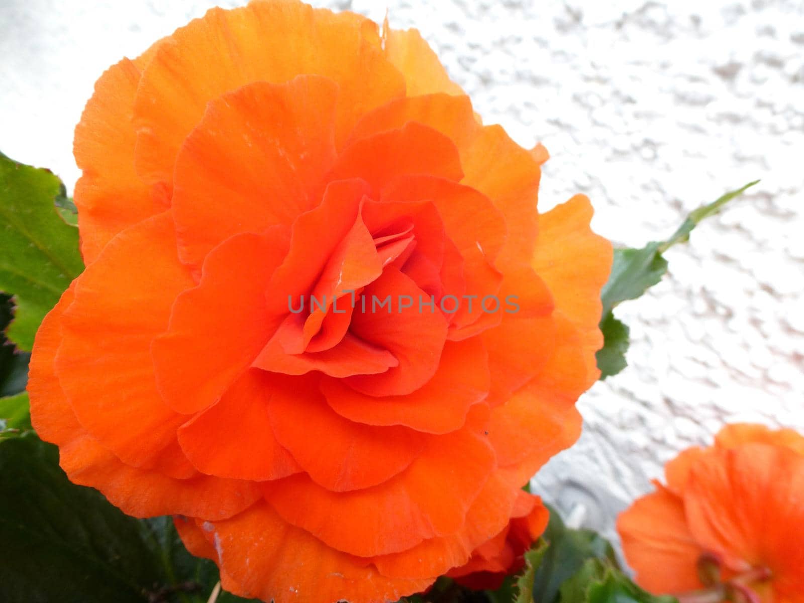 Extreme Macro Close Up of Bright Orange Begonia Flowers with Green Leaves Blooming Outdoors in front of White Stucco Wall
