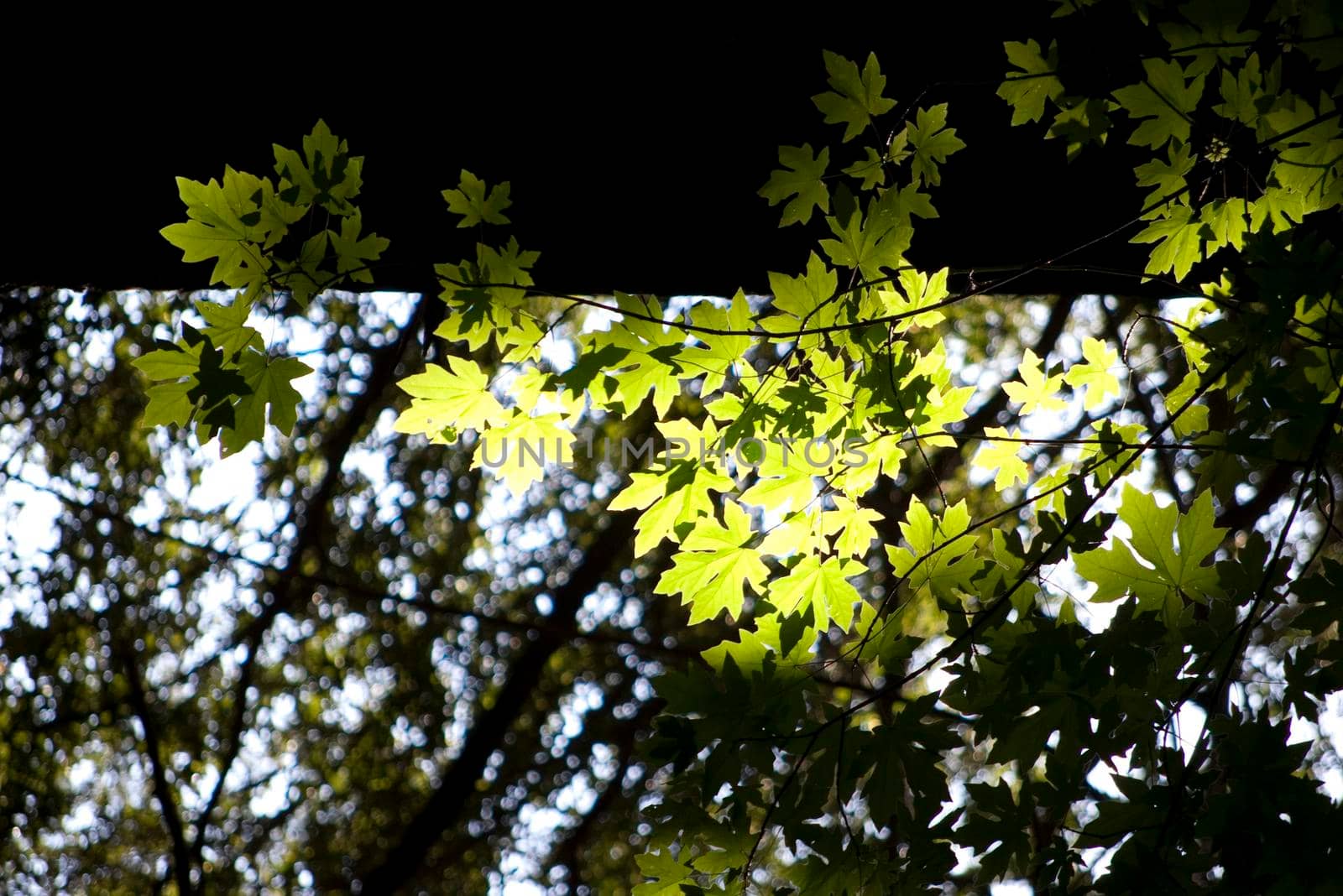 dappled sunlight streaming through leaves on a tree