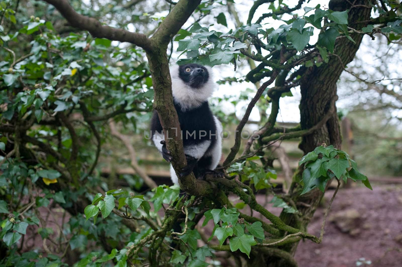 Black and white lemur, a small primate from Madagascar, climbing in a tree