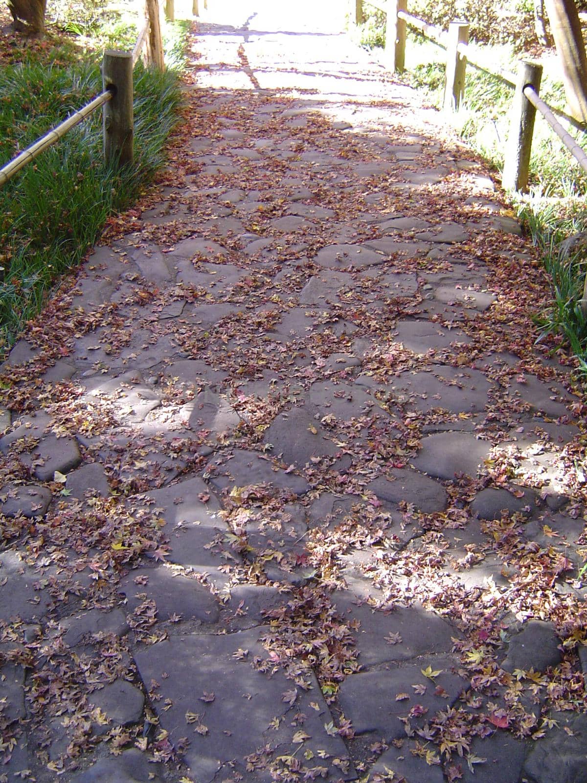 fallen leaves on stone footpath