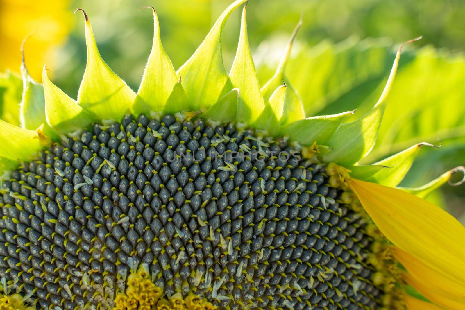 Ripe sunflower with black seeds close-up on the field