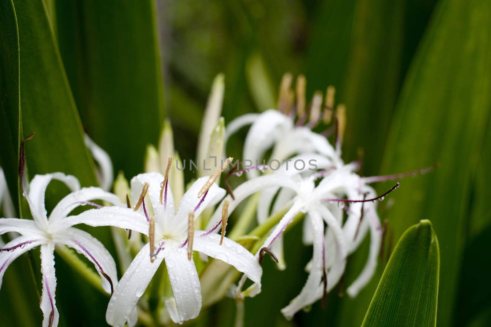 close up on flowering white lilys