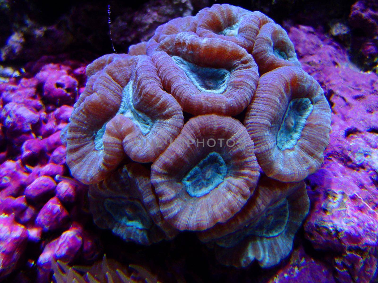 large colourful polyps of a candy cane or trumpet coral, C. furcata