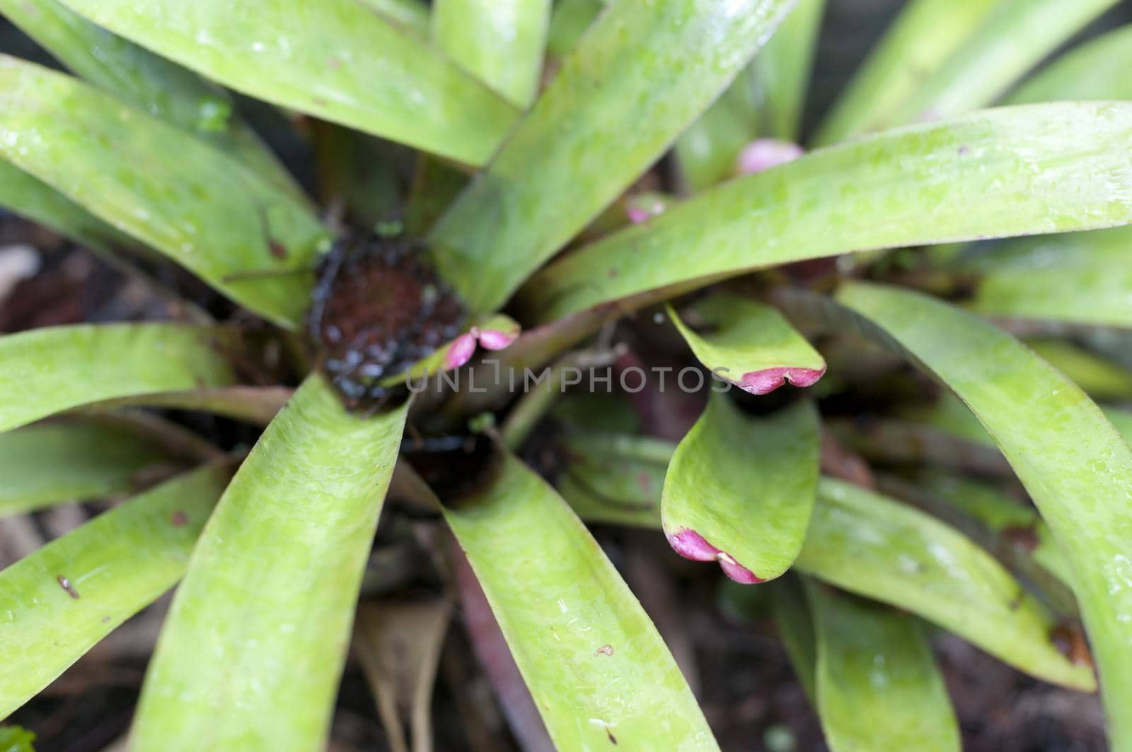 Nature Detail of Center of Oyster Plants Growing with Pink Tipped Leaves