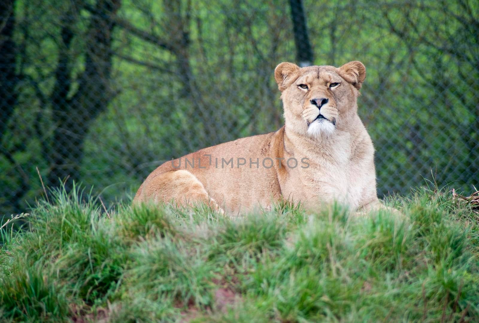 Lioness, panthera leo, lying on a grass embankment near a fence, in captivity