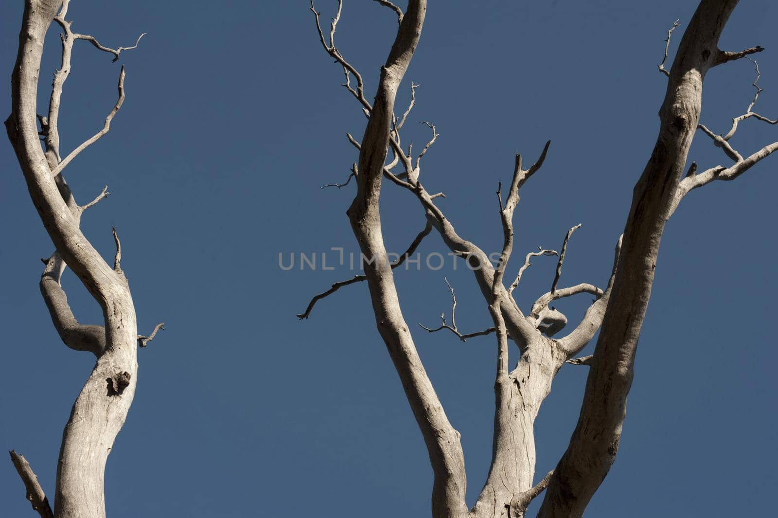 Stark dry dead branches or boughs against a clear sunny blue sky conceptual of the life cycle of plants or a natural disaster