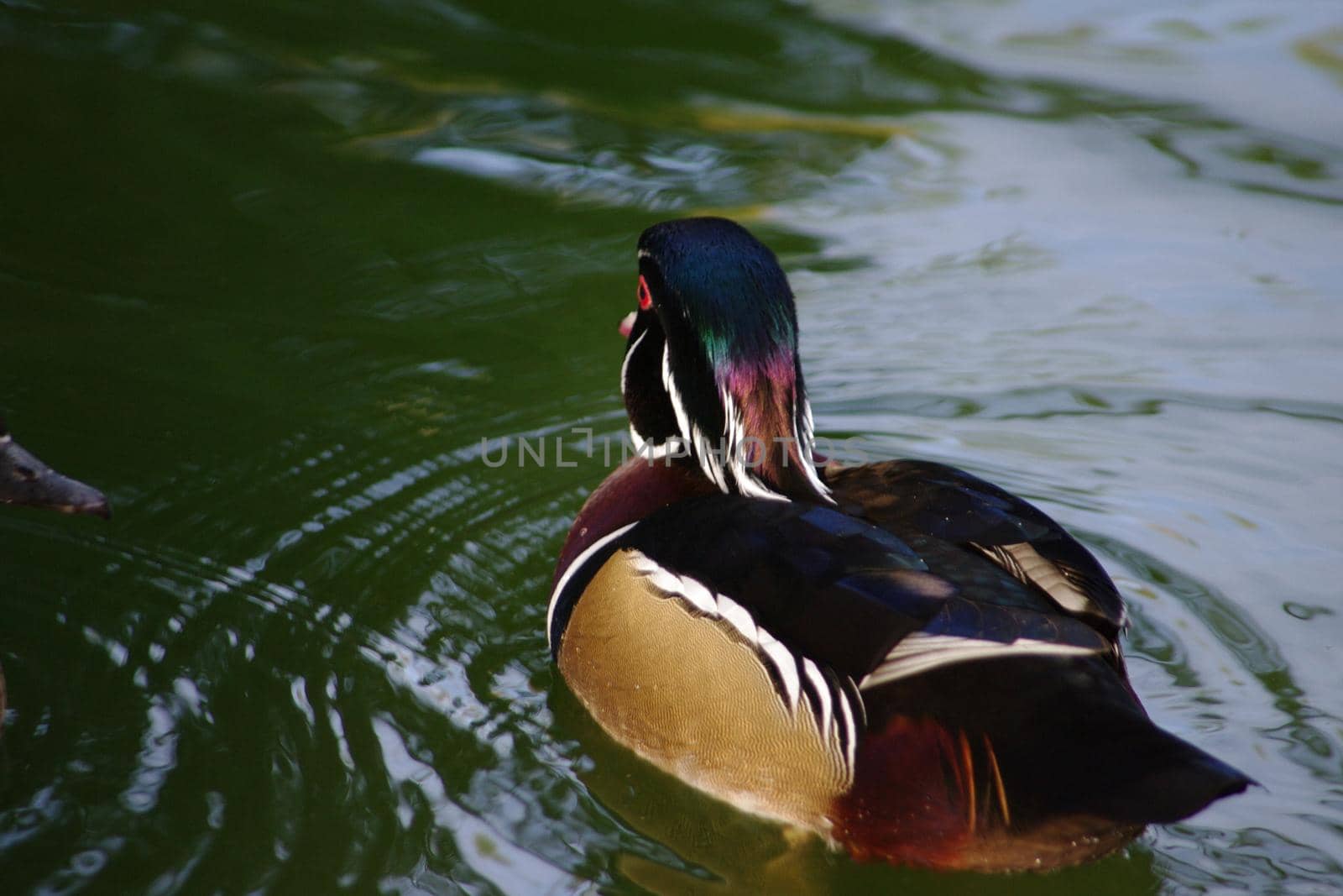 the male wood duck has a more colourful plume than the female