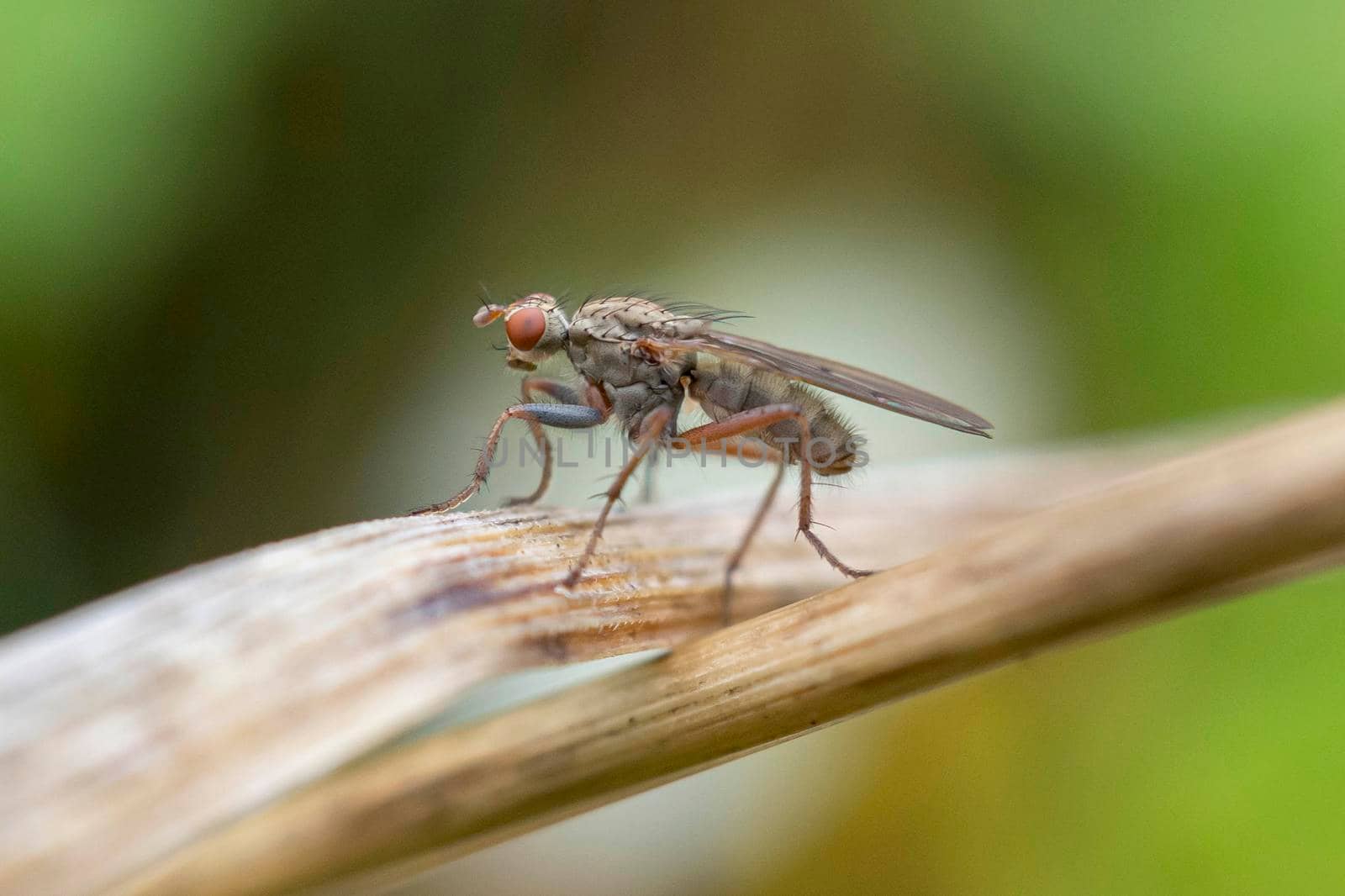 A marsh fly perching on a blade of grass 