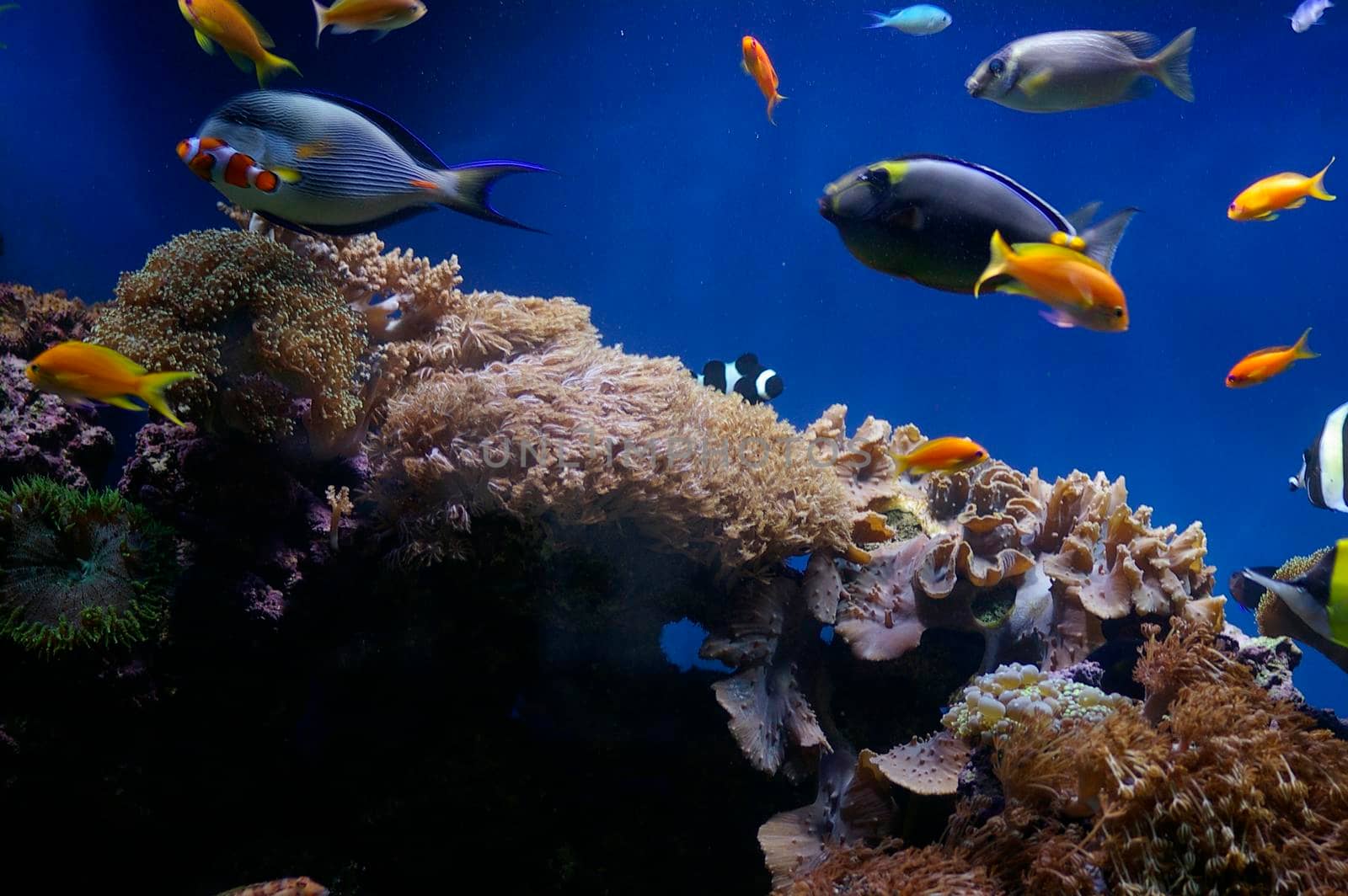 colourful fish and corals in a saltwater aquarium tank