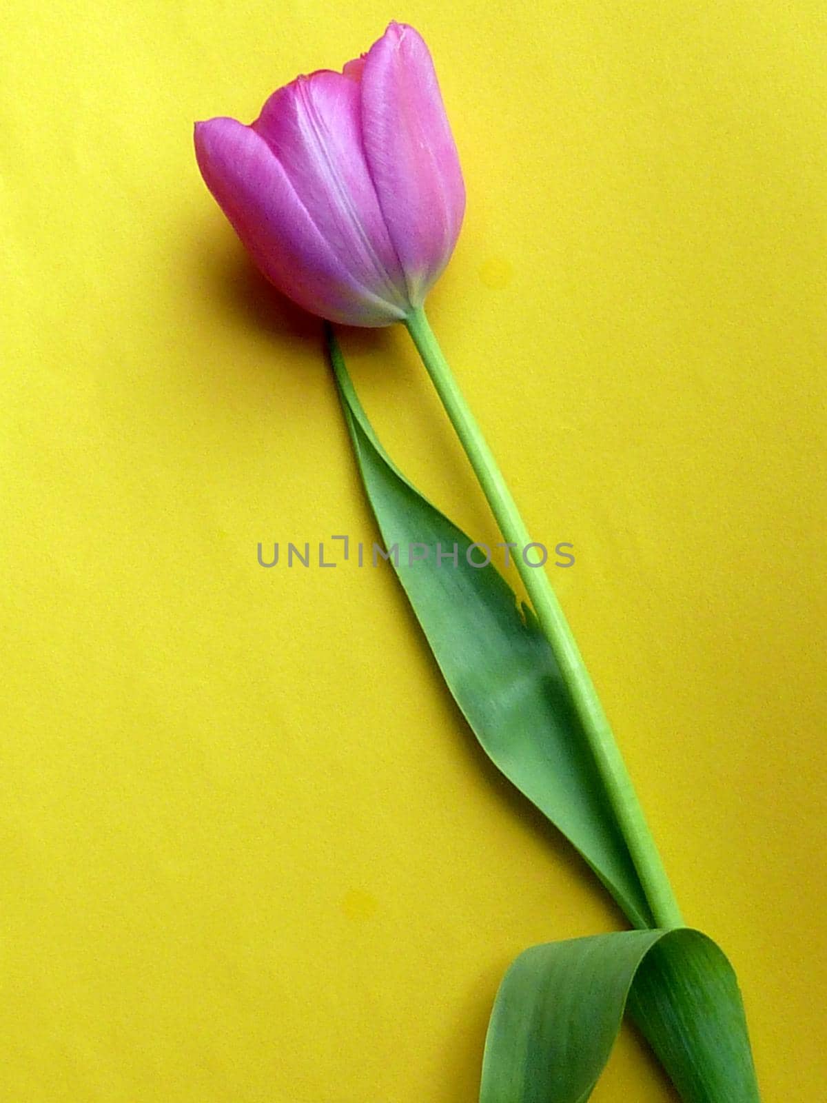 Single fresh purple spring tulip on yellow placed diagonally with lateral copy space