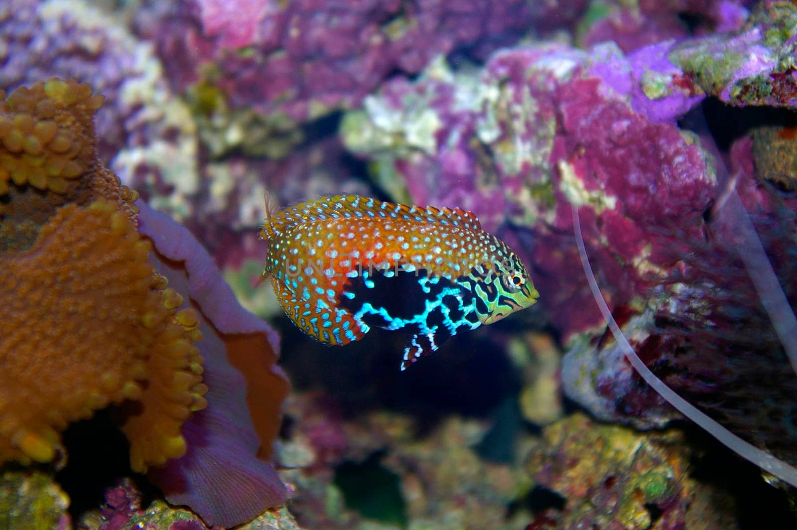 colourful saltwater tropical fish