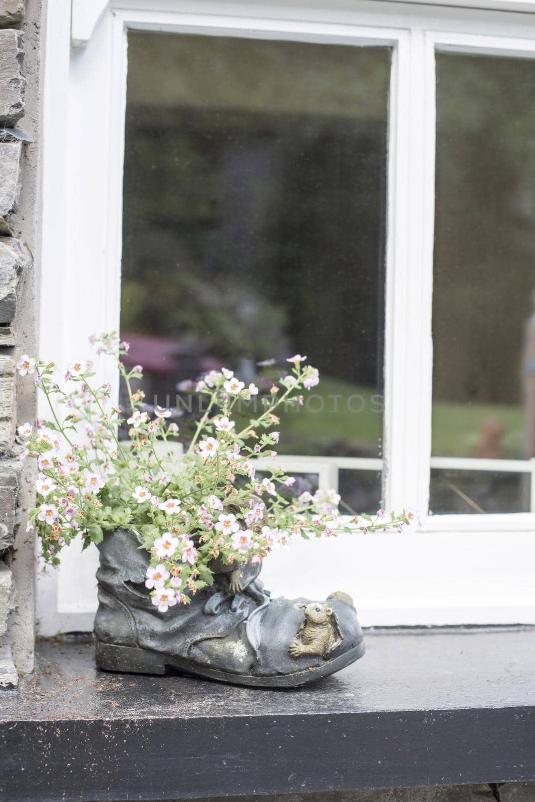 Fun novelty window planter using an old leather boot with holes filled with dainty white flowers on a window ledge or sill